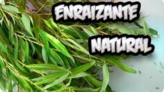 [ID: TdBC39QIarI] Youtube Automatic