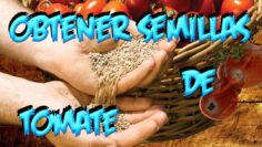 [ID: thoGbmThmOo] Youtube Automatic