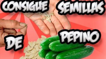 [ID: tUaDIBXYlxk] Youtube Automatic