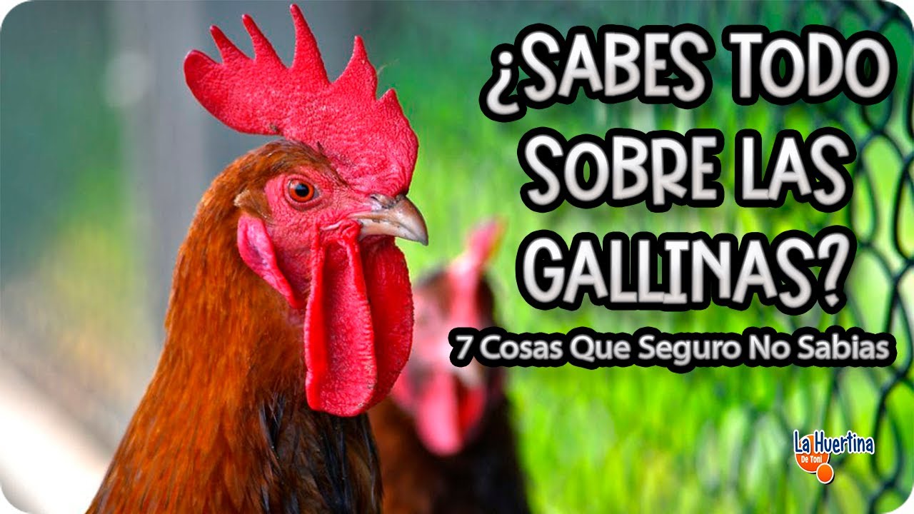 Precargar imagen