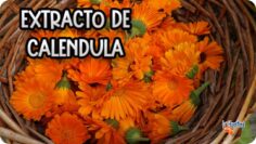 [ID: TVI4uZBllj0] Youtube Automatic