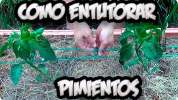 [ID: uy9C6Yr7n1g] Youtube Automatic