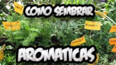 [ID: viFlqojgv_4] Youtube Automatic