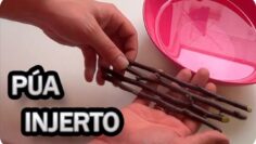 [ID: vK1TQlhHTX8] Youtube Automatic