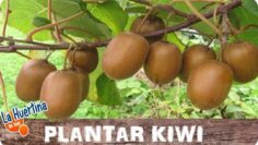 [ID: vpL21cA4wpE] Youtube Automatic