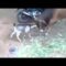 [ID: Vuj1WFr_pjU] Youtube Automatic