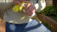 [ID: w5gx9iqddYU] Youtube Automatic