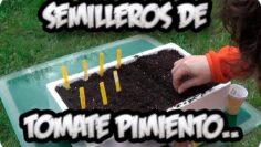 [ID: WeOA6CSTUBM] Youtube Automatic