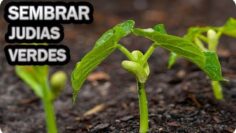 [ID: wiBlAULRSvY] Youtube Automatic