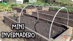 [ID: WkXORkYiHKo] Youtube Automatic