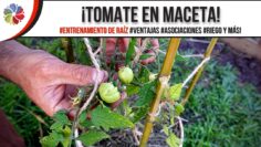 [ID: wom3jkRJUBo] Youtube Automatic