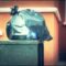 [ID: wv3S_XLOzUg] Youtube Automatic