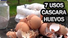 [ID: XemwDiWJSTM] Youtube Automatic