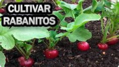 [ID: xje0p1PDLvo] Youtube Automatic