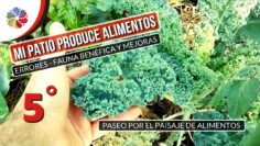 [ID: xJxqu33IiOc] Youtube Automatic