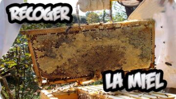 [ID: xltwH84qv0U] Youtube Automatic