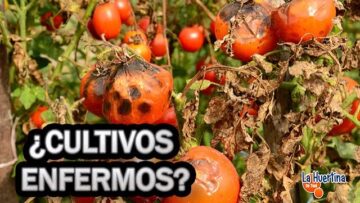 [ID: XmAdLR8wR-Q] Youtube Automatic