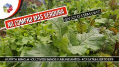 [ID: X_wJA-xvuvA] Youtube Automatic