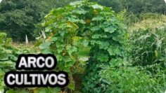 [ID: Y3EpCE29-gk] Youtube Automatic