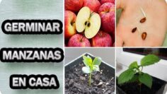 [ID: Y9rH_T-Fl9I] Youtube Automatic