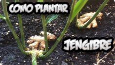 [ID: yFywEQ8JMCs] Youtube Automatic