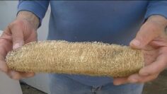 [ID: YLFizIC6_Mw] Youtube Automatic