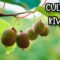 [ID: YQlmQDnaIEQ] Youtube Automatic