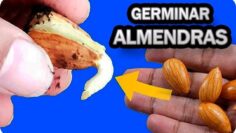 [ID: YtD9tvw1lUA] Youtube Automatic