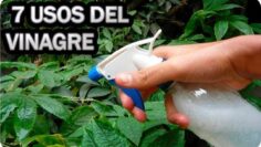 [ID: yYPdZpbG8yM] Youtube Automatic