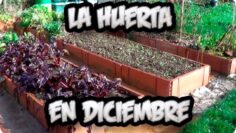 [ID: yyZrkGNfj3s] Youtube Automatic