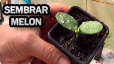 [ID: ZFgXgod8vug] Youtube Automatic