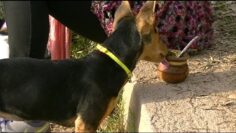 [ID: ZG1AFFvtKrU] Youtube Automatic