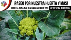 [ID: zkDv8ho1k4s] Youtube Automatic