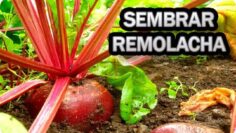 [ID: ZkS1QO8R5B8] Youtube Automatic