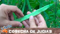 [ID: zVY1C2y51Hs] Youtube Automatic