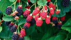 [ID: zysb_yBthvk] Youtube Automatic