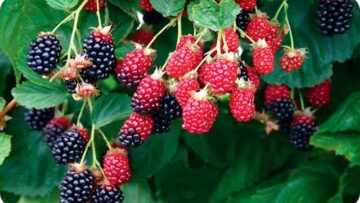 [ID: zysb_yBthvk] Youtube Automatic