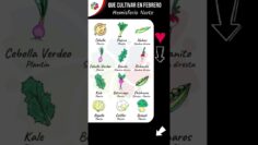 Privado: [ID: 0ocm6tONRn8] Youtube Automatic