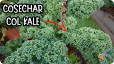 Privado: [ID: 7WJKvvWfSVQ] Youtube Automatic