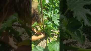 Privado: [ID: BtllvSzGkC4] Youtube Automatic