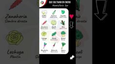 Privado: [ID: CC5BfPGWdew] Youtube Automatic