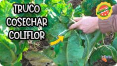 Privado: [ID: GKvzJPyqAI4] Youtube Automatic