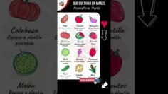 Privado: [ID: ipAMg9lP0jE] Youtube Automatic