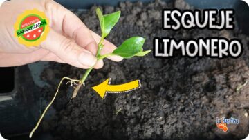 Privado: [ID: kSeZqQFngbA] Youtube Automatic