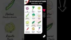 Privado: [ID: KUhIvJ7im-4] Youtube Automatic