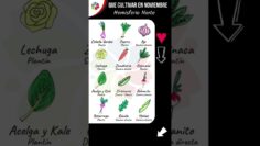 Privado: [ID: leaa1Q12Nu8] Youtube Automatic