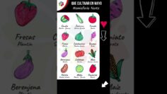 Privado: [ID: oq4bR1izcfA] Youtube Automatic