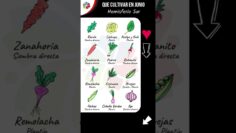 Privado: [ID: qpPyejBhD0I] Youtube Automatic