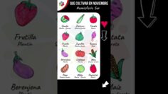 Privado: [ID: qvt6t90KGuU] Youtube Automatic