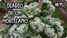 Privado: [ID: R5K_umfYXXs] Youtube Automatic